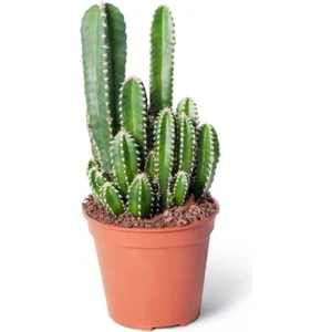 The Best Online Cereus Peruvianus Florida - Radysyon Emici Kaktüs Sukulent - 5.5 Cm, Canlı Bitki