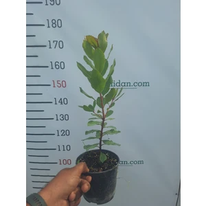 1 Yaş Dağ Çileği Fidanı -60 cm