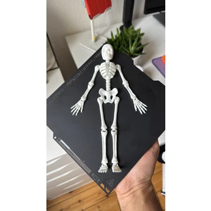 31 cm 3D Baskı Insan Iskeleti Modeli – Dekoratif ve Koleksiyonluk