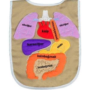 Eğitici Organ Önlüğü