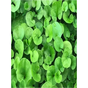 Dichondra Repens Fare Kulağı Çim Tohumu 500 gr