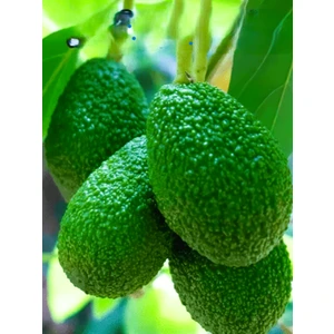 Mini Boy Has Cinsi Avokado 1kg