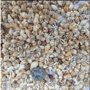 İpek Hobi   Mini Deniz Kabuğu 100 Gr