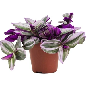 Isparta Gülü Tradescantia Nanouk Pembe Telgraf Çiçeği Ithal 10-20 cm Saksılı
