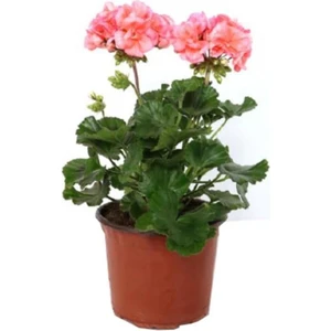 Isparta Gülü Ceylangözü Sardunya Çiçeği Fidanı Açık Pembe 10-20 cm