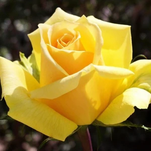 Isparta Gülü Mahidevran Sultan Sarı Gül Fidanı 10-20 cm