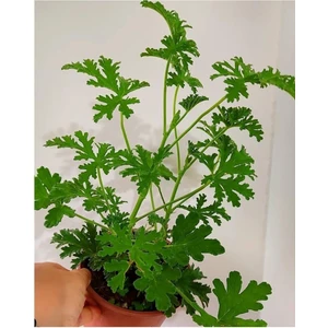 Isparta Gülü Itır Çiçeği Fıdesı Fidanı 10-20 cm