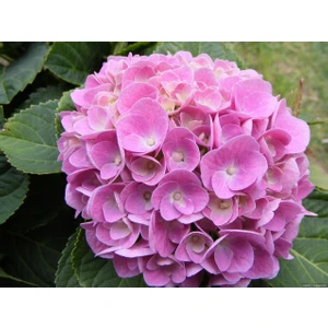 Isparta Gülü Açık Fuşya Sardunya Çiçeği Fidanı 10-20 cm