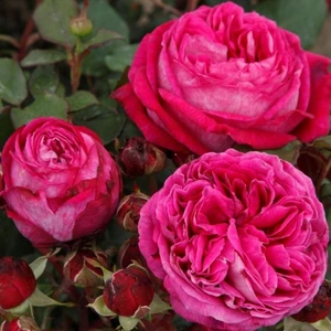 Tacir Depo Tüplü Yediveren Parfüm Kokulu Freifrau Caroline Gül Fidanı