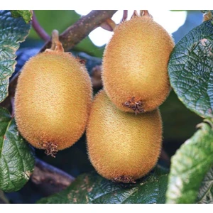 TNC Garden Groups 2'li Hayward Kivi Fidanı 1 Erkek + 1 Dişi