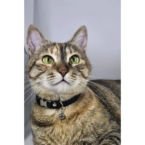 Ayarlanabilir - Sesli Zilli- Kedi Tasması (12 Farklı Renk Seçeneği) Kedi Boyun Tasması