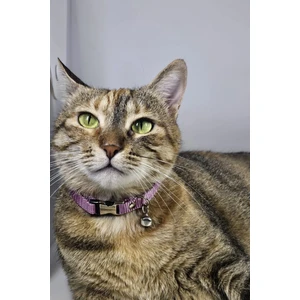 Ayarlanabilir - Sesli Zilli- Kedi Tasması (12 Farklı Renk Seçeneği) Kedi Boyun Tasması