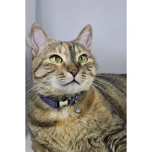 Ayarlanabilir - Sesli Zilli- Kedi Tasması (12 Farklı Renk Seçeneği) Kedi Boyun Tasması