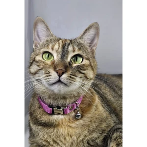 Ayarlanabilir - Sesli Zilli- Kedi Tasması (12 Farklı Renk Seçeneği) Kedi Boyun Tasması