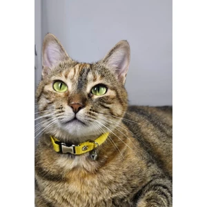 Ayarlanabilir - Sesli Zilli- Kedi Tasması (12 Farklı Renk Seçeneği) Kedi Boyun Tasması