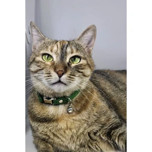 Ayarlanabilir - Sesli Zilli- Kedi Tasması (12 Farklı Renk Seçeneği) Kedi Boyun Tasması