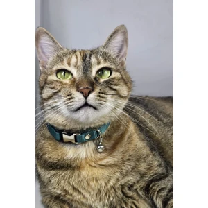 Ayarlanabilir - Sesli Zilli- Kedi Tasması (12 Farklı Renk Seçeneği) Kedi Boyun Tasması