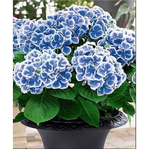 Isparta Gülü Ebruli Mavi Ortanca Çiçeği Fidanı 10-20 cm