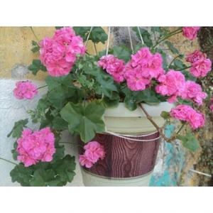 Isparta Gülü Sakız Sardunya Saksılı Açık Pembe 10-20 cm