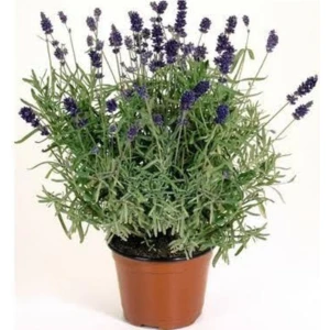 Isparta Gülü Lavandula Angustifolia Saksılı Lavanta Fidesi 15-20 cm