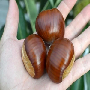 Tüplü  Çok Iri Meyveli Fransız Bouche De Betizac Kestane Fidanı