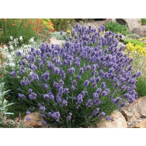 Tunç Botanik Lavanta Fidanı 20 Adet - Saksıda 20-30 Cm
