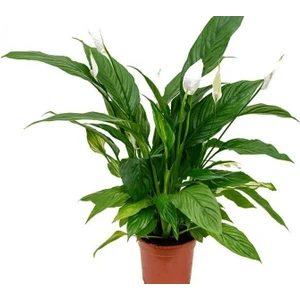 Barış Çiçeği – Spathiphyllum 60cm
