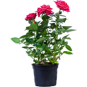 Yediveren Saksılı Pembe Gül – 20-30cm