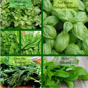 Zencefil Organik 6 Paket Tohum NO11 Yeşil Bitki Tohumları Salata Tohumları Nane Tohumu Ekşi Ot Roka Fesleğen Tohumu