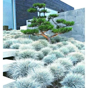 TNC Garden Groups Mavi Çim (Festuca Glauca) 3 Adet