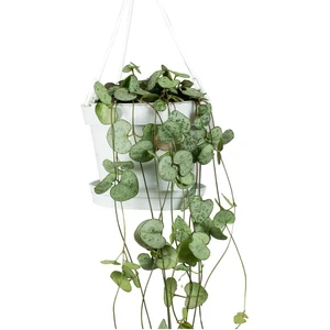 Kalp Kalbe Karşı Çiçeği – Ceropegia Woodii