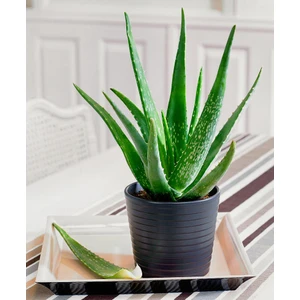 Aloe Vera – Sarı Sabır