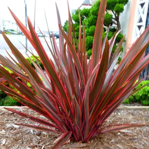 TNC Garden Groups Phormıum Tenax  Atropurpureum Kırmızı Yeni Zelanda Keteni