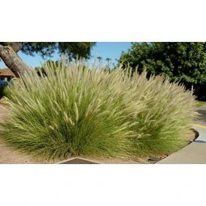 TNC Garden Groups Pennisetum Çalısı 3'lü Set