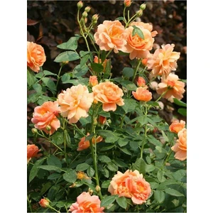 Isparta Gülü Somon Kayısı Yediveren Sarmaşık Gül Fidanı 15-25 cm