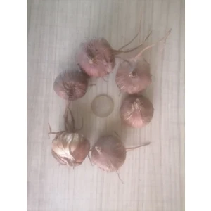 Pembe Kokulu Glayöl Soğanı