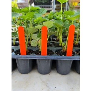 Bitki Etiketi 1,5*12,5cm Turuncu  (100 Adet) ve Mavi Asetatlı Kalem Takım