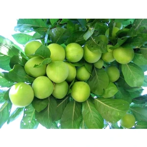 Can Erik Fidanı 3 Yaş Tüplü ve Aşılı