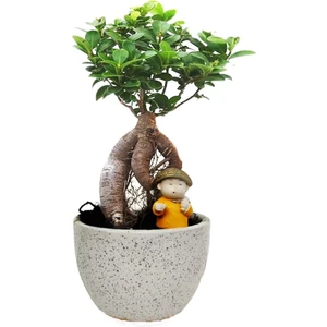 Ficus Ginseng Bonsai