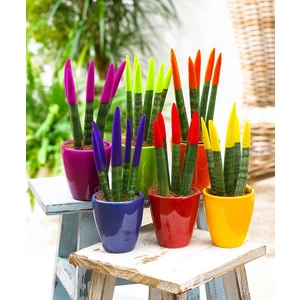 Renkli Paşa Kılıcı – Sansevieria Velvet