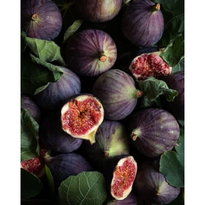 Mor Fatih Incir Fidanı 20-40 cm Saksılı