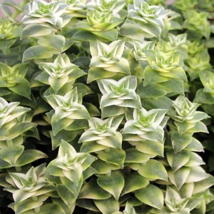 Smyrna Garden Düğme Dizisi Sukulent / 5,5 cm Saksıda / Crassula Perforata Variegata Succulent / Alacalı Sarı