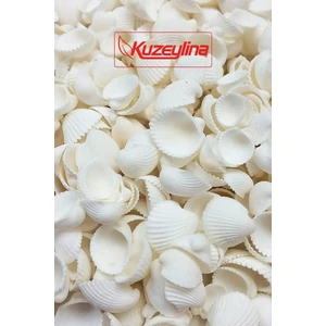 Deniz Kabuğu 500 gr Paket Clam Rose Cochles -Orta