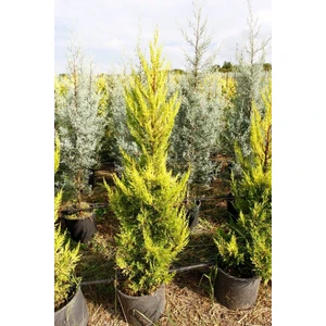 Tunç Botanik Limoni Servi 3 Adet - Büyük Boy - Sarı Çit Bitkisi 100-150 Cm