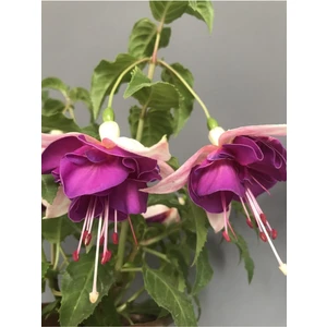 Isparta Gülü Mor Beyaz Fuchsia Küpe Küpeli Çiçegi Fidanı 10-20 cm
