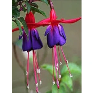 Isparta Gülü Fuchsia Küpe Küpeli Çiçegi Fidanı 10-20 cm