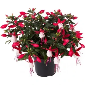 Isparta Gülü Çift Renkli Fuchsia Küpe Küpeli Çiçegi Fidanı 10-20 cm