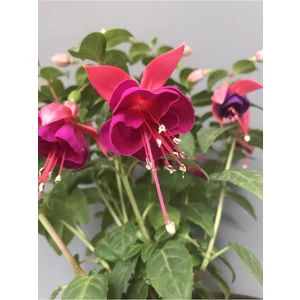 Isparta Gülü Pembe Mor Fuchsia Küpe Küpeli Çiçegi Fidanı 10-20 cm