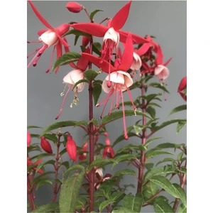 Isparta Gülü Pembe Beyaz Fuchsia Küpe Küpeli Çiçegi Fidanı 10-20 cm