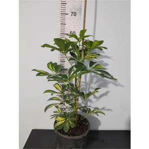Zambak Botanik Şeflera Canlı Iç Mekan Bitkisi (Schefflera) 40-60 cm - Hızlı Büyüyen Dekoratif Bitki